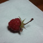 141018_berybery